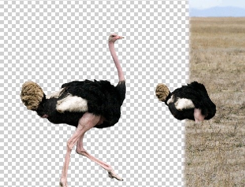 Creation of Compact Ostrich: Step 2